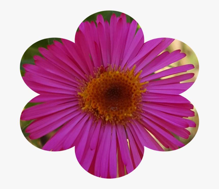 Transparent Florecitas Png - Barberton Daisy, Png Download