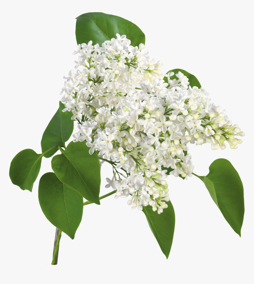 De Nuria D • Publicado En Flores Png - White Lilac Flower Png, Transparent Png