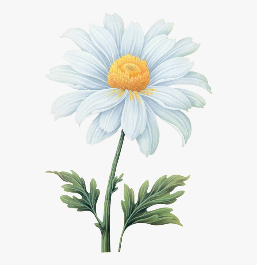 Common Daisy Flower Transvaal Daisy - Daisy Flower Watercolor Transparent Background, HD Png Download