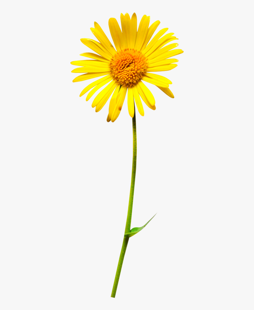 Oxeye Daisy Flower Clip Art - Oxeye Daisy, HD Png Download