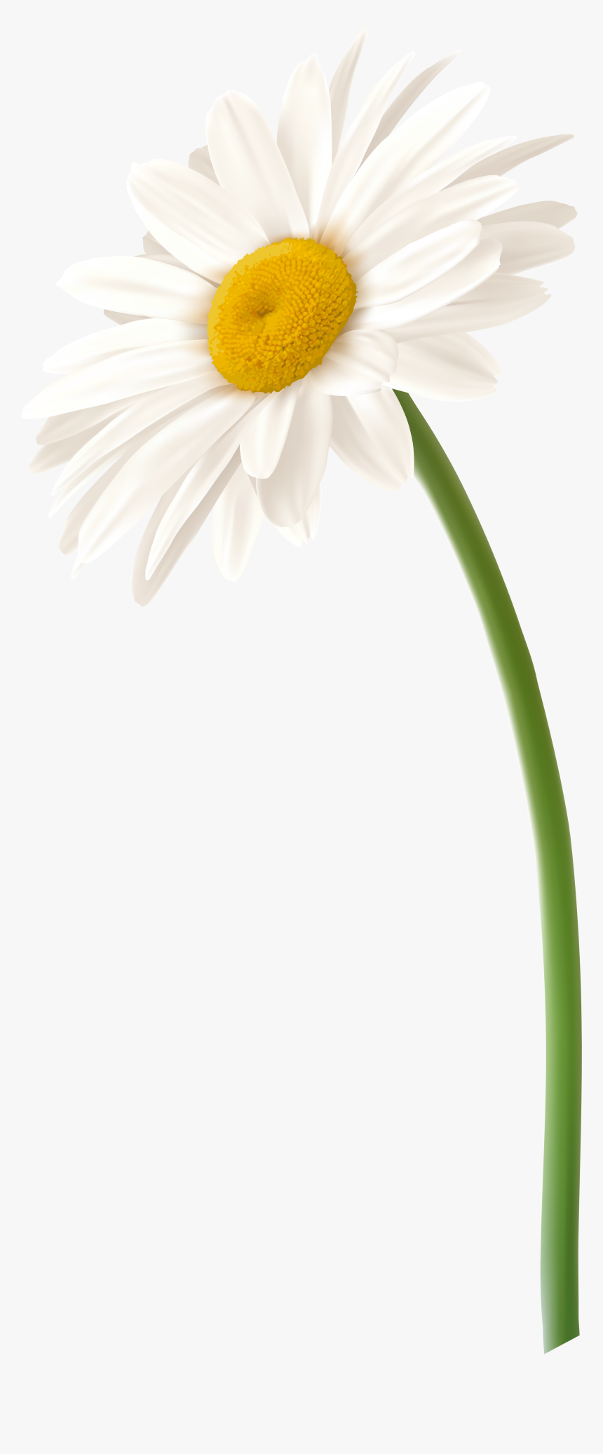 White Gerbera Flower Png Clip Art Imageu200b Gallery - Transparent Daisy Flower Png, Png Download