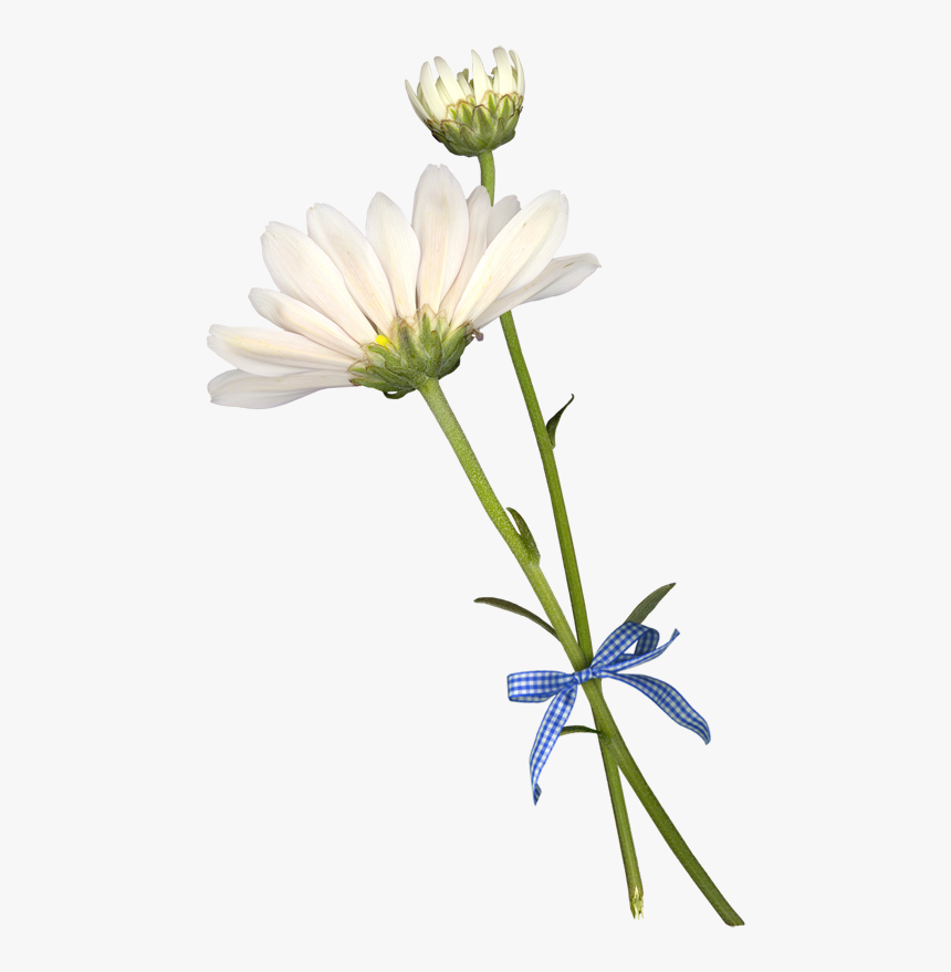 Common Daisy Cut Flowers Petal - African Daisy, HD Png Download