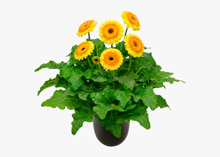 Barberton Daisy, HD Png Download