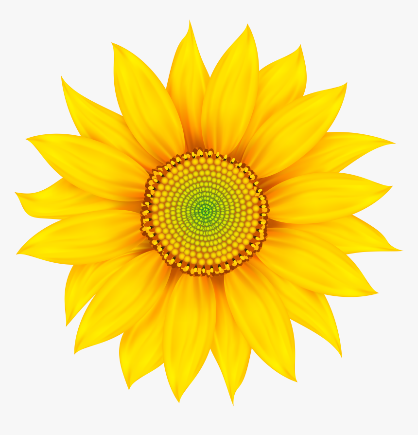Transparent Daisy Flower Png , Png Download - My Everything Good Morning Texts For Girlfriend, Png Download