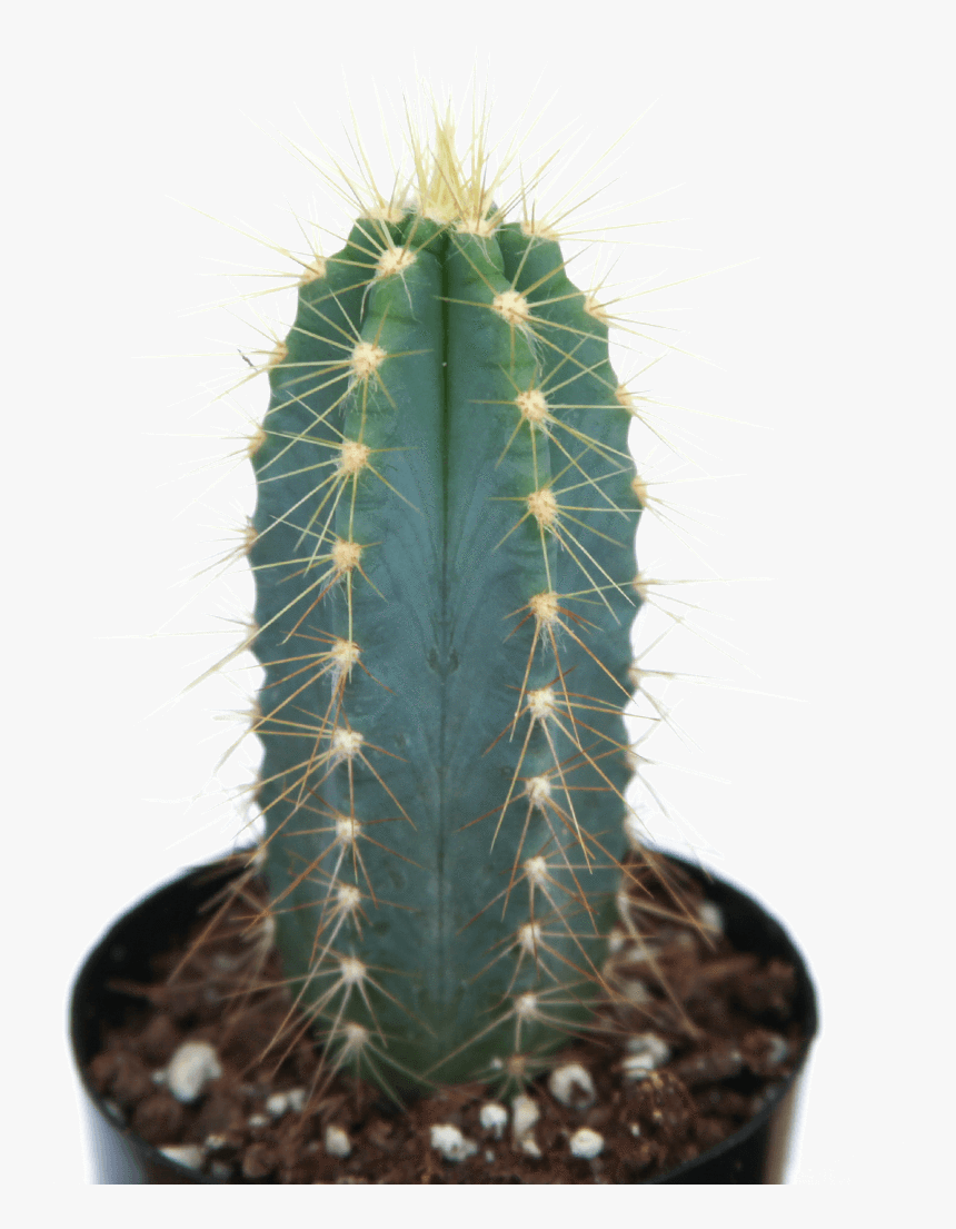 Pilosocereus Azureus Blue Torch Cactus 
 Class - Small Blue Torch Cactus, HD Png Download