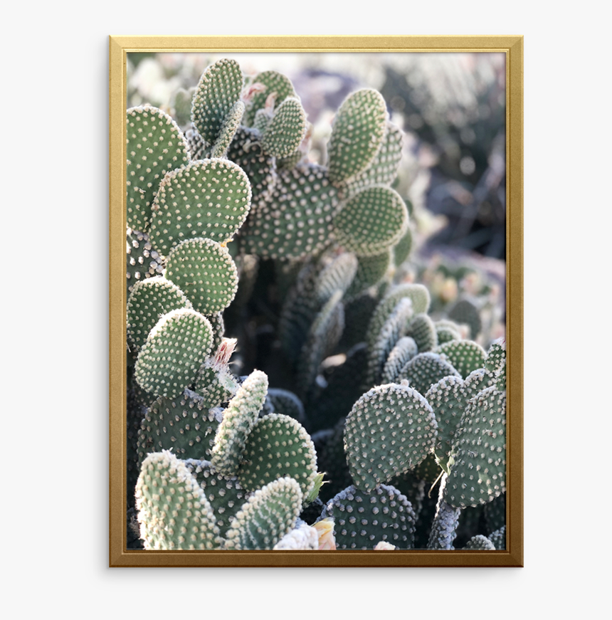 Cali Cactus Art Print - Prickly Pear, HD Png Download