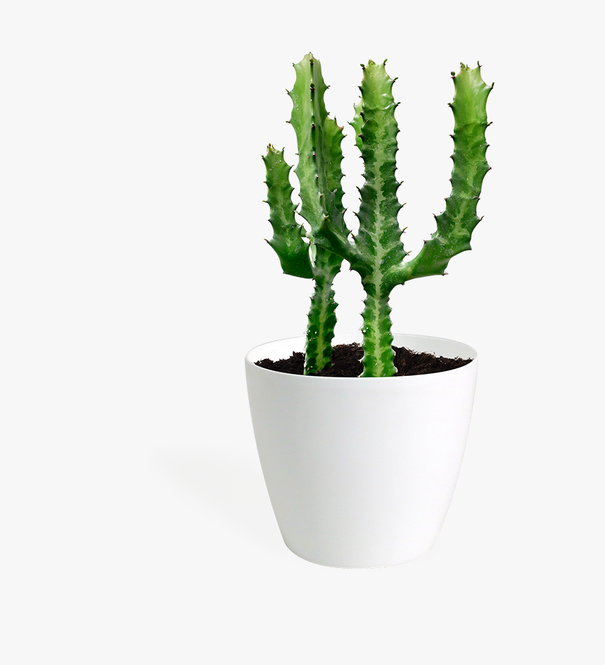 Euphorbia Acrurensis, HD Png Download