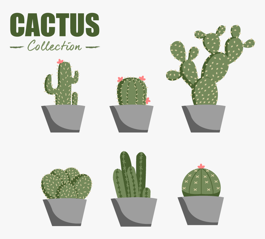 Eastern Prickly Pear, HD Png Download