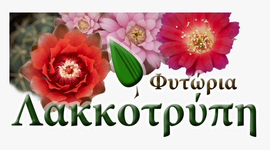 Cyprus Cactus - Common Peony, HD Png Download