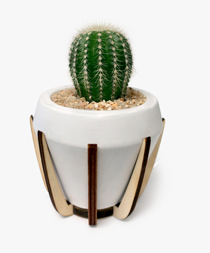 San Pedro Cactus, HD Png Download