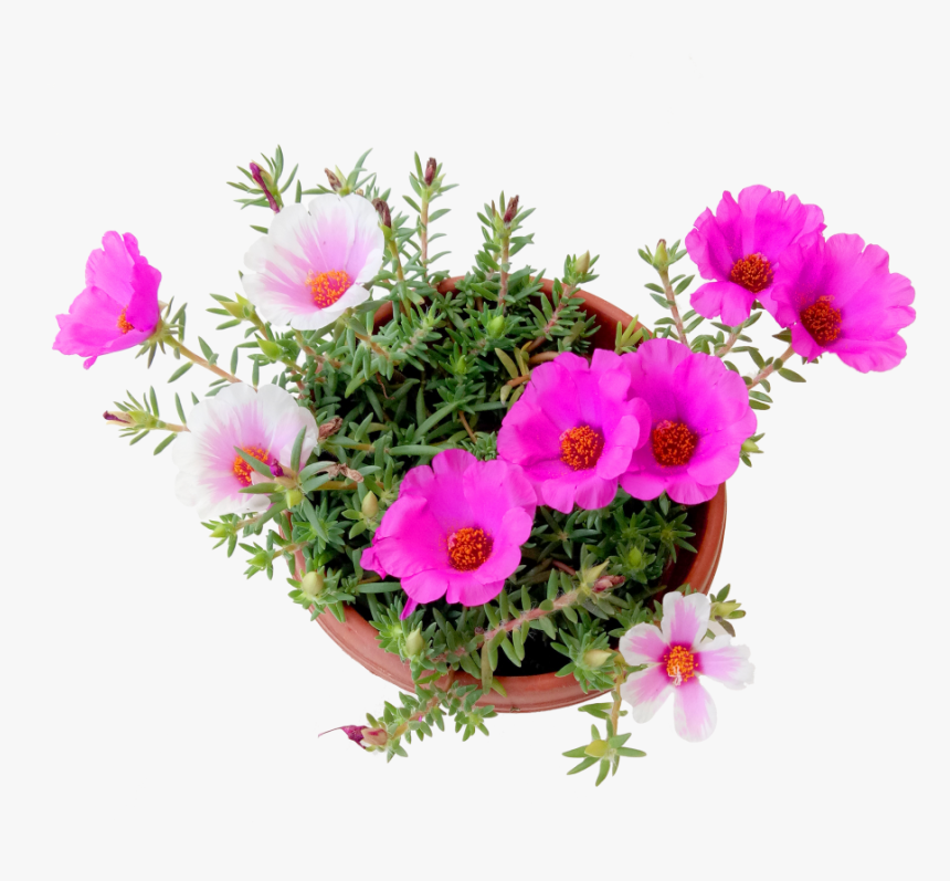 Portulaca Grandiflora Png Plant, Transparent Png