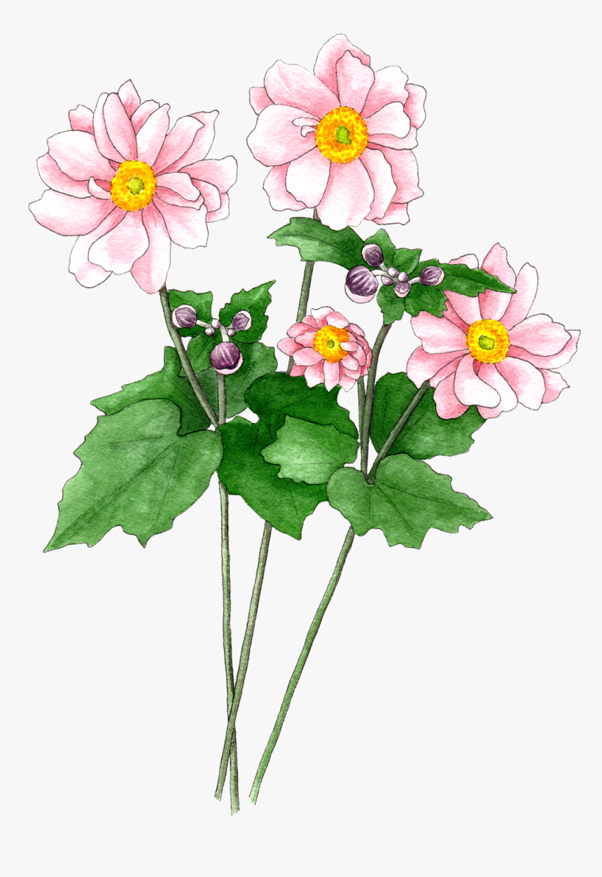 Japanese Anemones Pink, HD Png Download