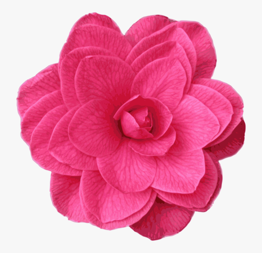 Pink,plant,flower - Bath Sponge, HD Png Download