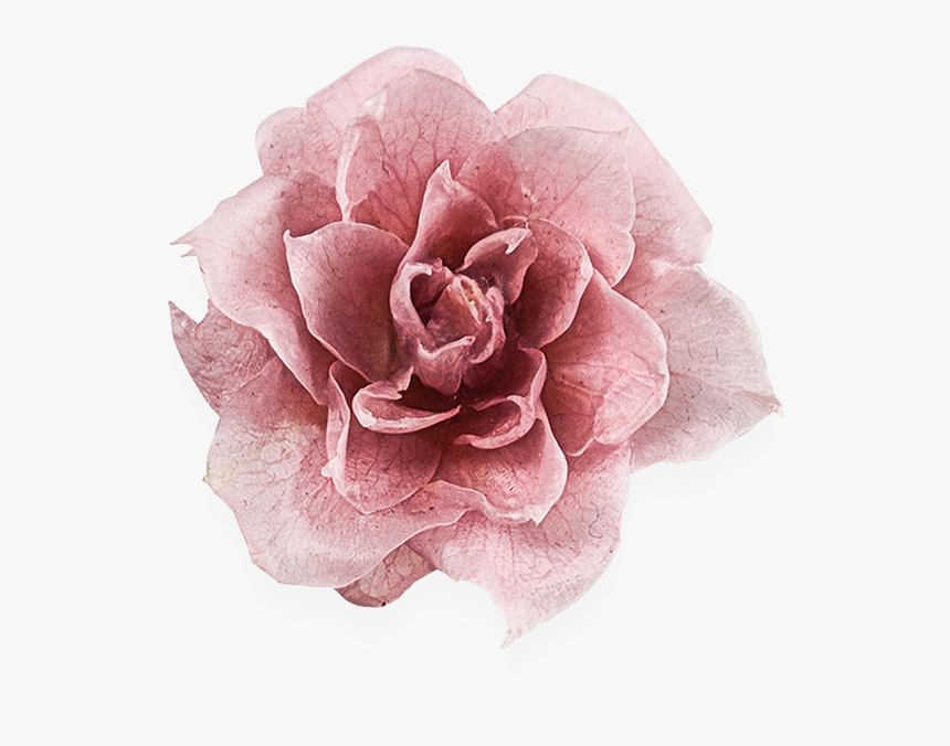 Garden Roses, HD Png Download