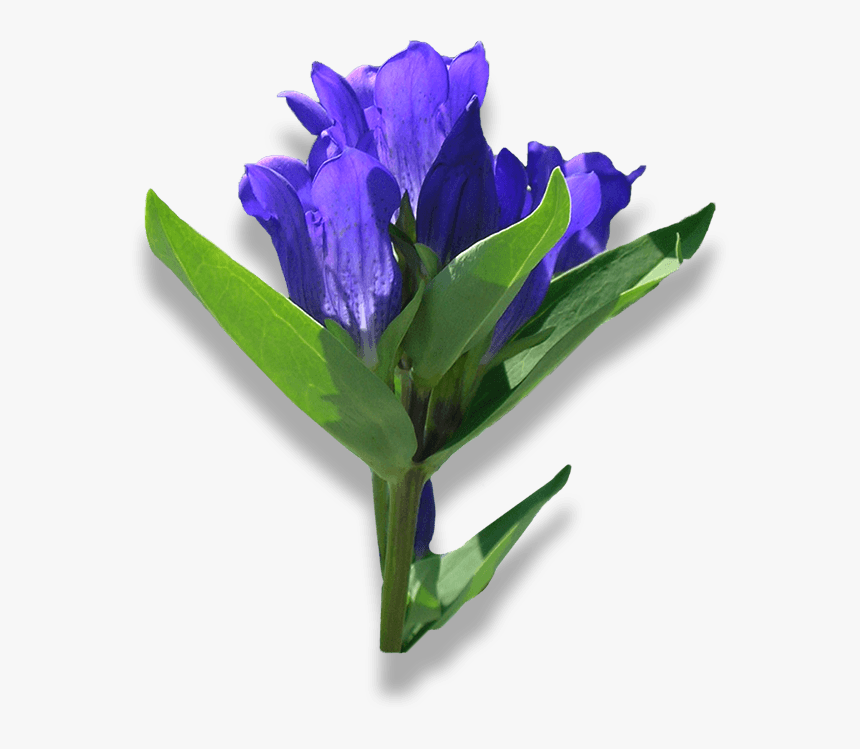 Bouquet, HD Png Download