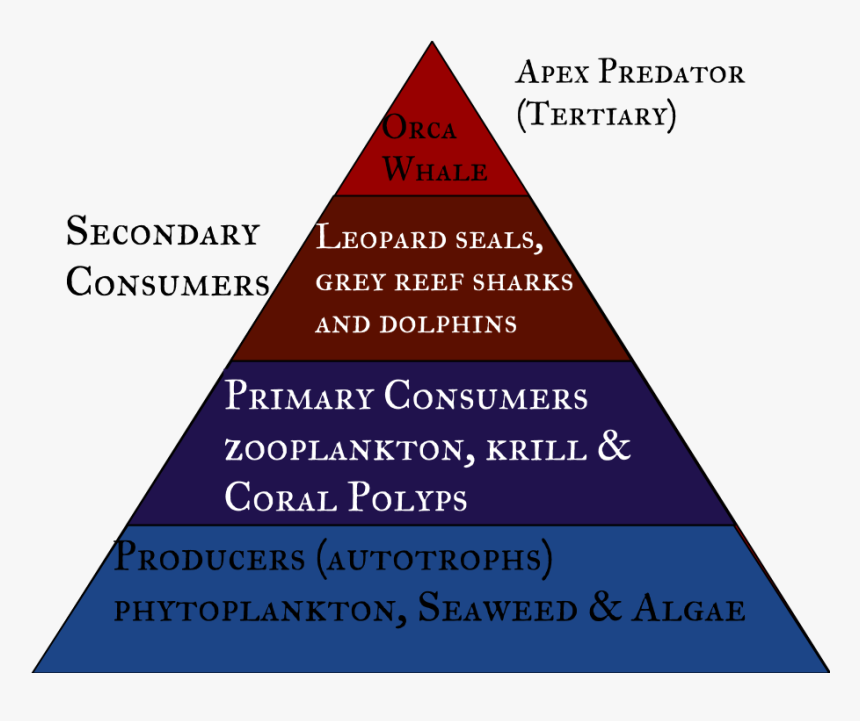 Picture - Triangle, HD Png Download