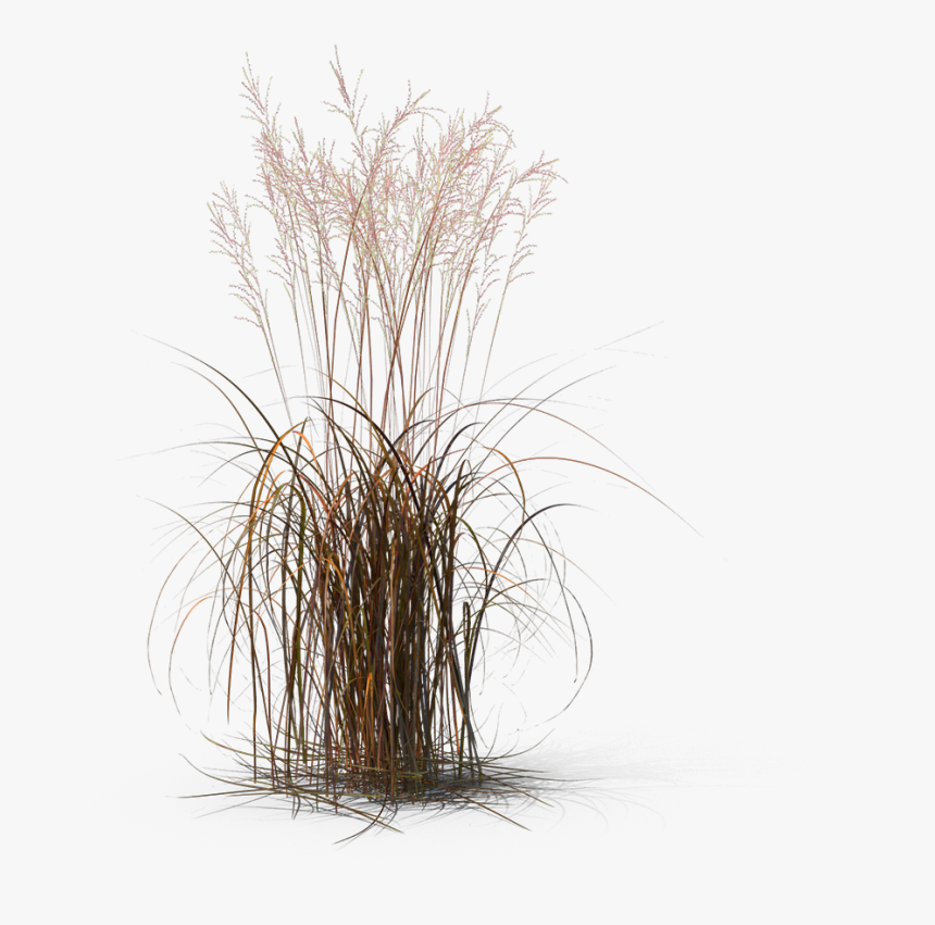 Transparent Fountain Grass Png - Fountain Grass Transparent, Png Download