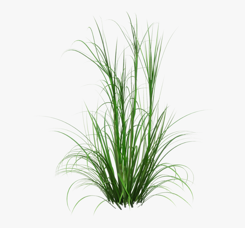 Clip Art Cherry Sparkler Fountain Grass - Tall Grass Transparent Background, HD Png Download