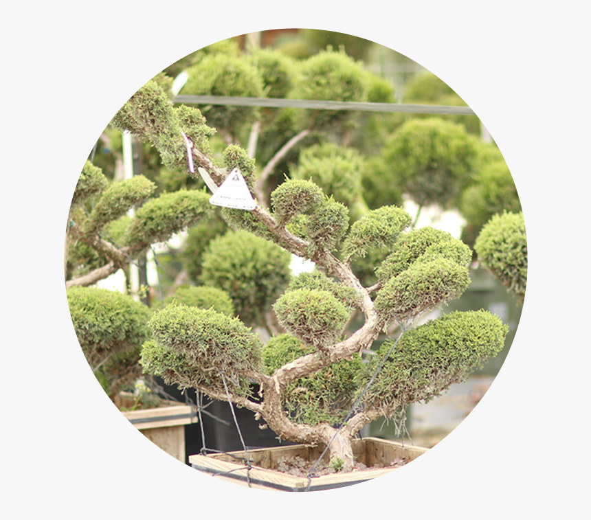 Moss, HD Png Download