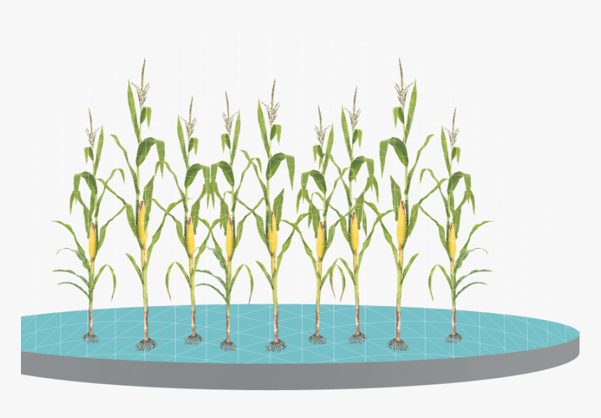 Control Weeds With Glyphosate Applications Grass - Grass, HD Png Download