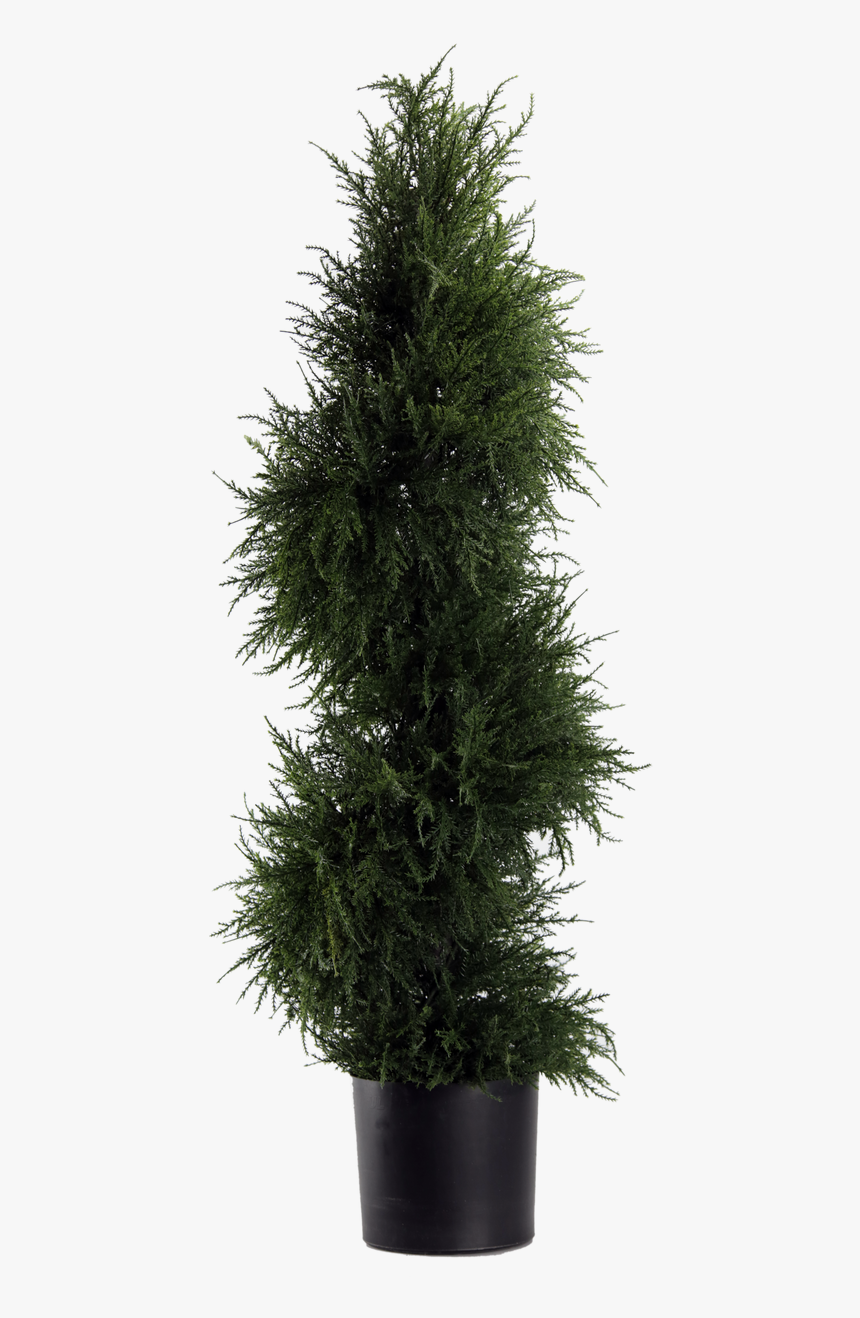 43 - Pond Pine, HD Png Download