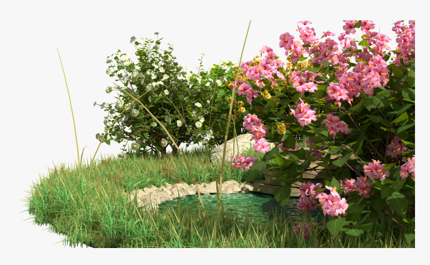 Fountain Grass Png, Transparent Png