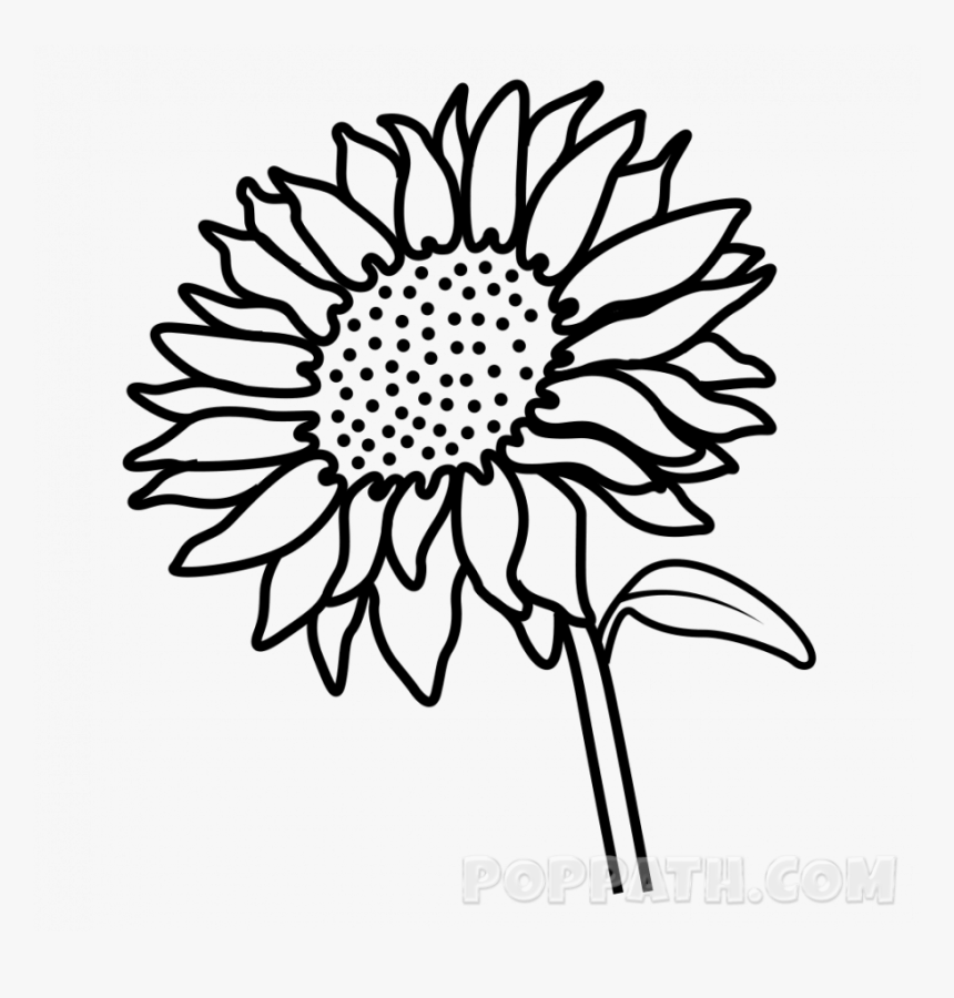 Drawing Pictures Of Sunflower, HD Png Download