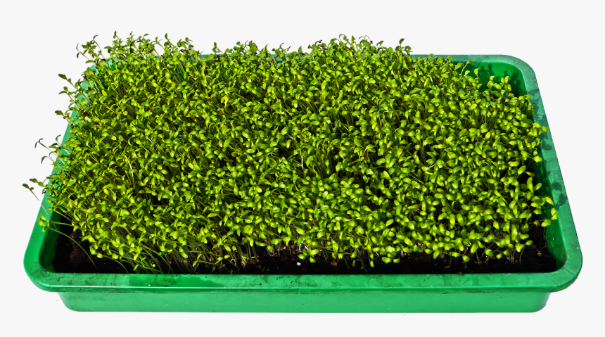 Hedge, HD Png Download