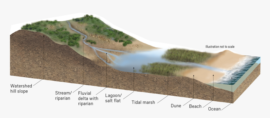 Grass, HD Png Download