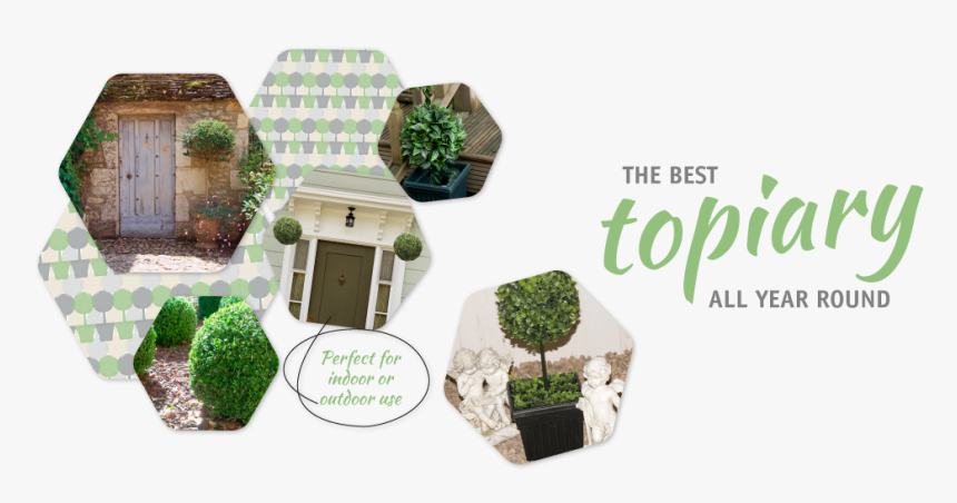 Main-flash - Jacaranda, HD Png Download