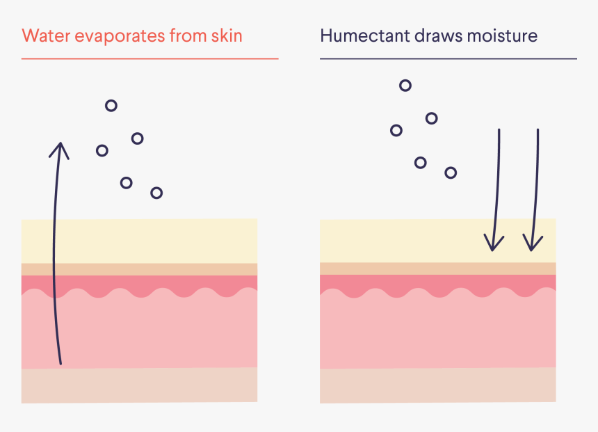 Diagram, HD Png Download