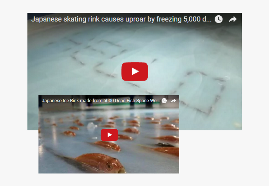 Japanese Skating Rink Causes Uproar By Freezing 5,000 - Japanese Theme Park Frozen Fish, HD Png Download