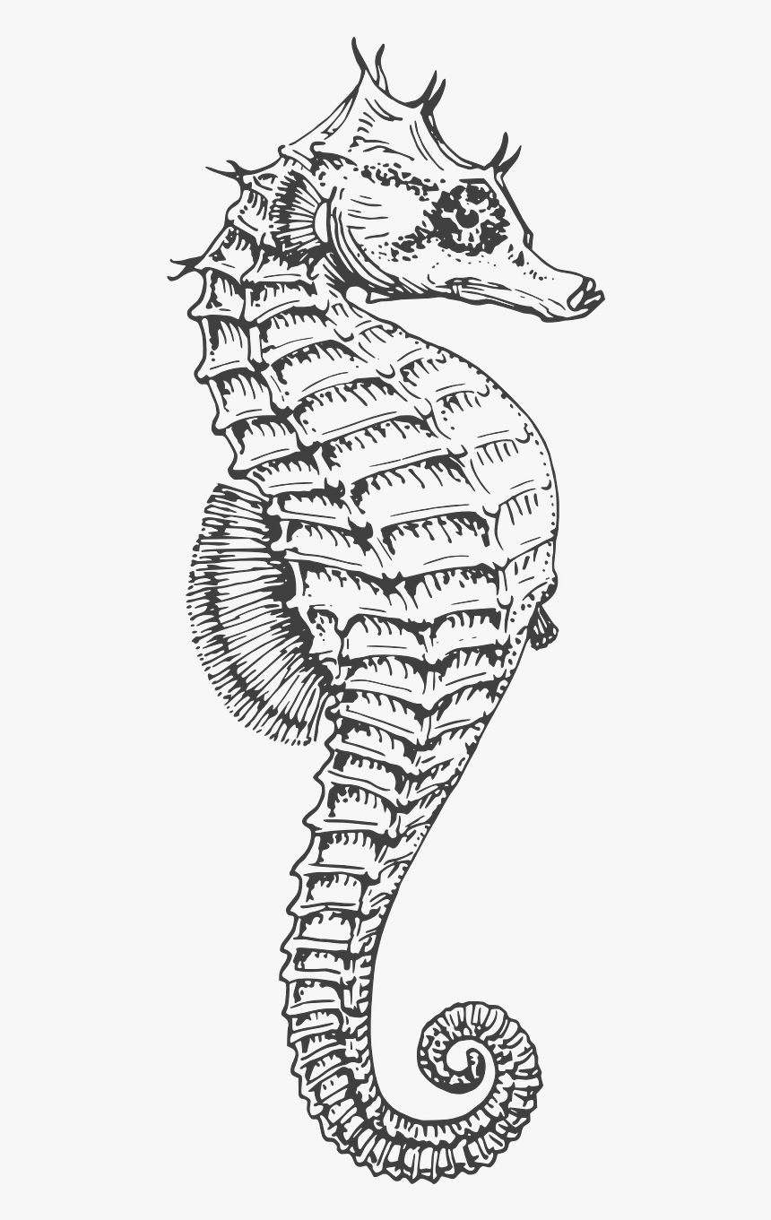 Black And White Seahorse, HD Png Download