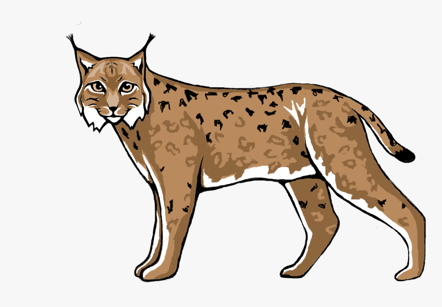 Wildcat Lynx Cougar Cheetah - Lynx Clipart, HD Png Download