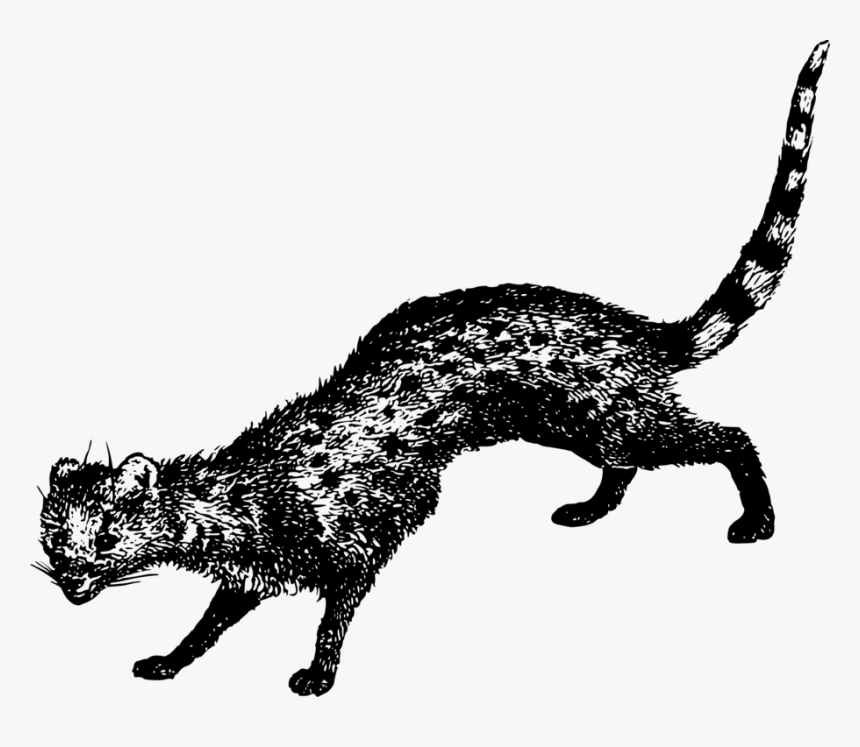 Wild - Cat, HD Png Download
