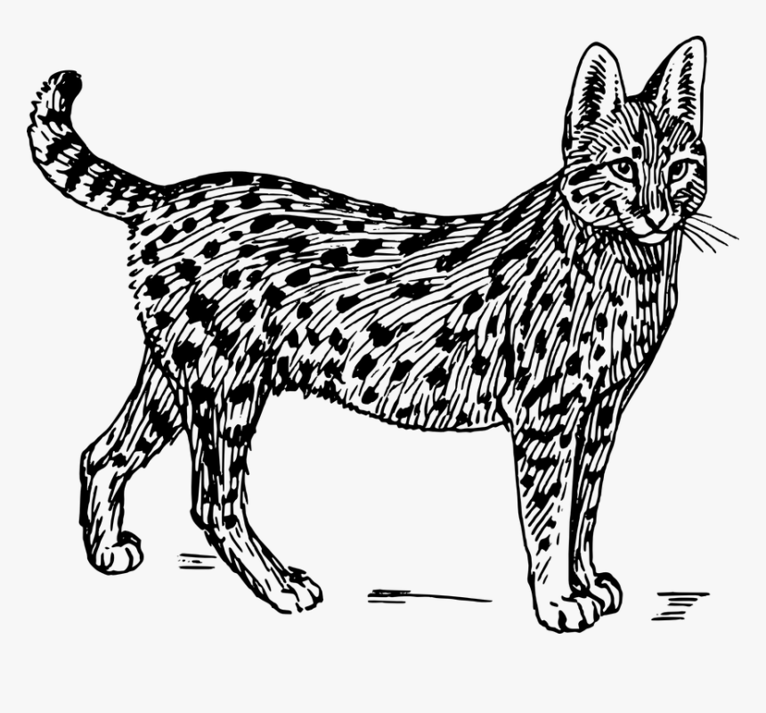 Wildcat, Cat, Feline, Animal, Biology, Mammal, Zoology - Wild Cat Black And White, HD Png Download