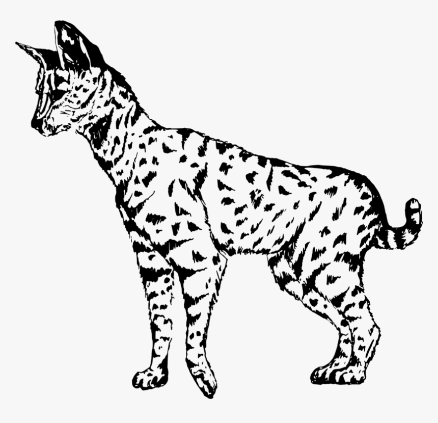 Wild Cat,carnivoran,dog Breed - Serval Clipart Black And White, HD Png Download