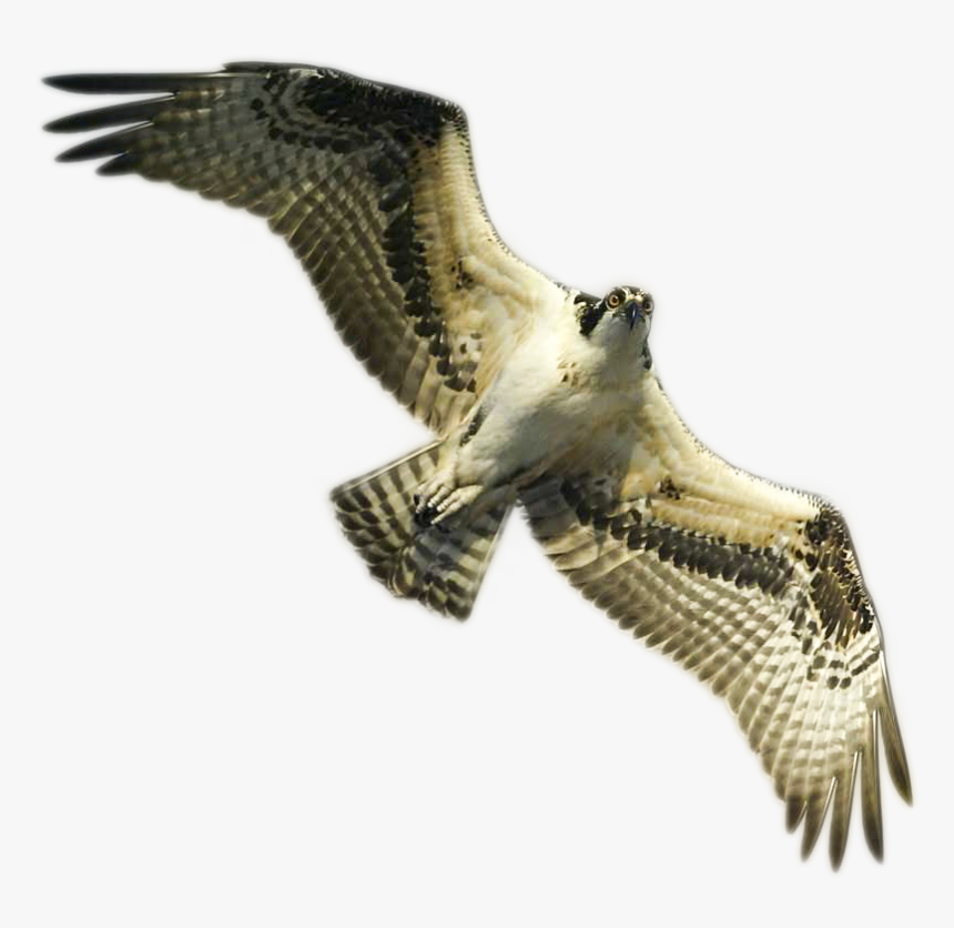 Osprey Png, Transparent Png