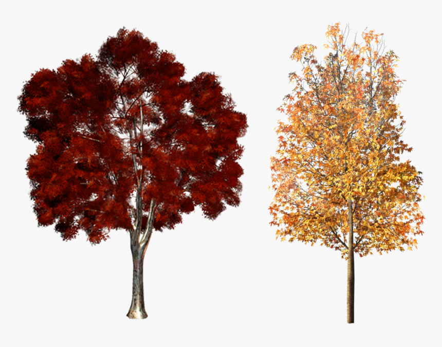 Clipart Fall Deciduous Tree - Fall Trees Png, Transparent Png
