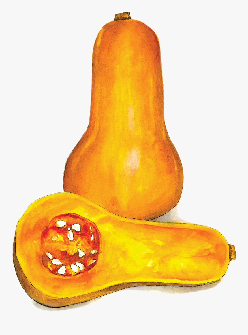 Butternut Squash - Gourd, HD Png Download