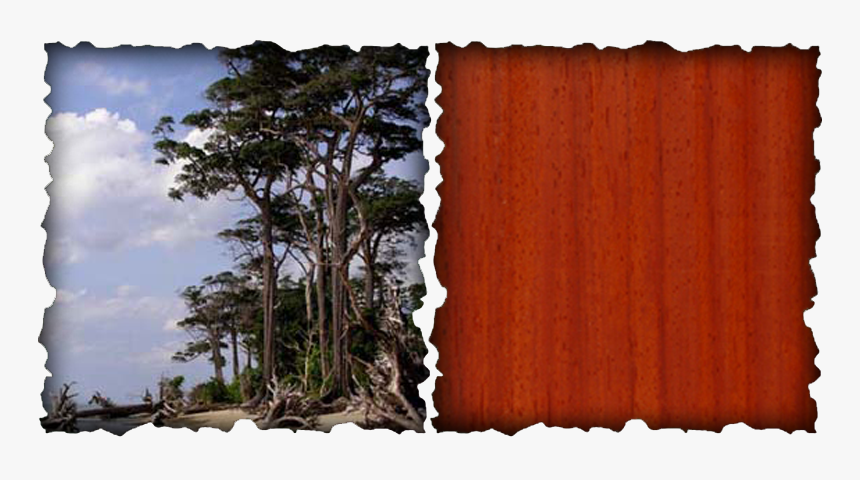 Africa Tree Png -leaves From The Padauk Can Be Eaten, Transparent Png