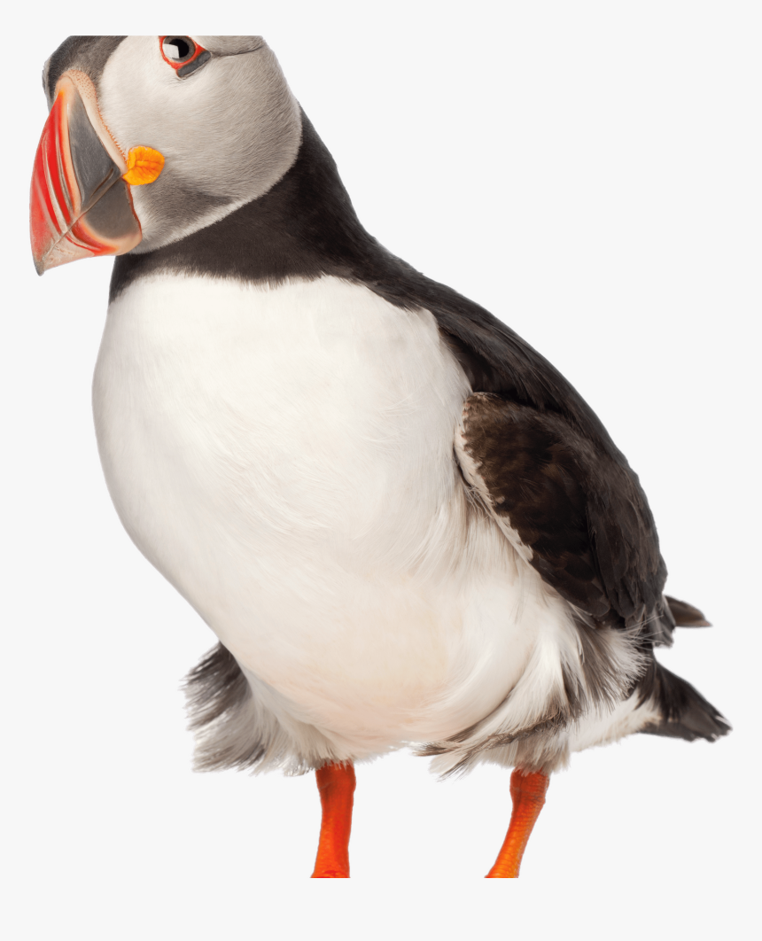Adult Puffin - Puffin Png, Transparent Png