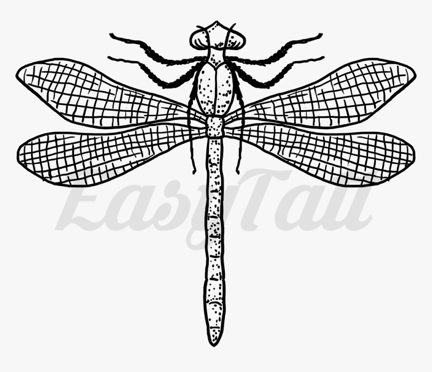 Transparent Dragonfly Silhouette Png - Dragonfly, Png Download