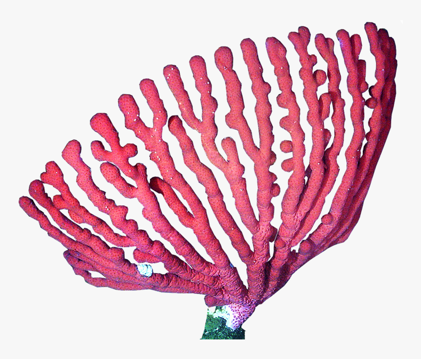 Presentation Name On Emaze - Coral Png, Transparent Png