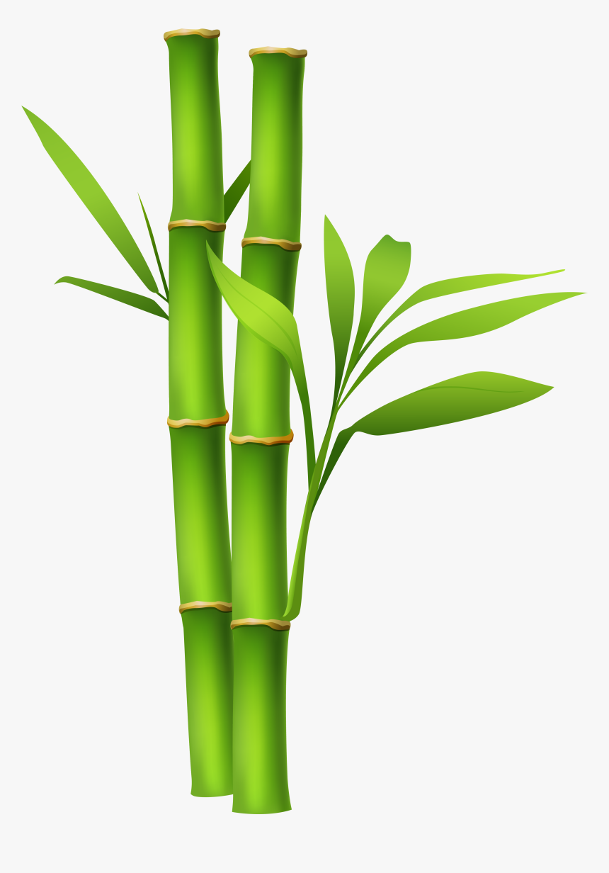 Pin By Christopher Bruce - Bamboo Png, Transparent Png