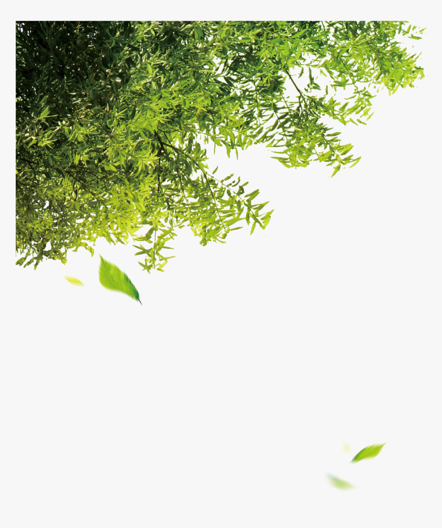 Transparent Hoja Png - Tree File Png, Png Download