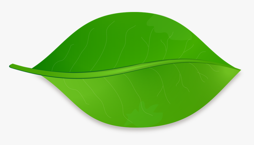 Leaf, Nature, Tree, Plant, Natural, Green - Vector Image Of A Leaf, HD Png Download