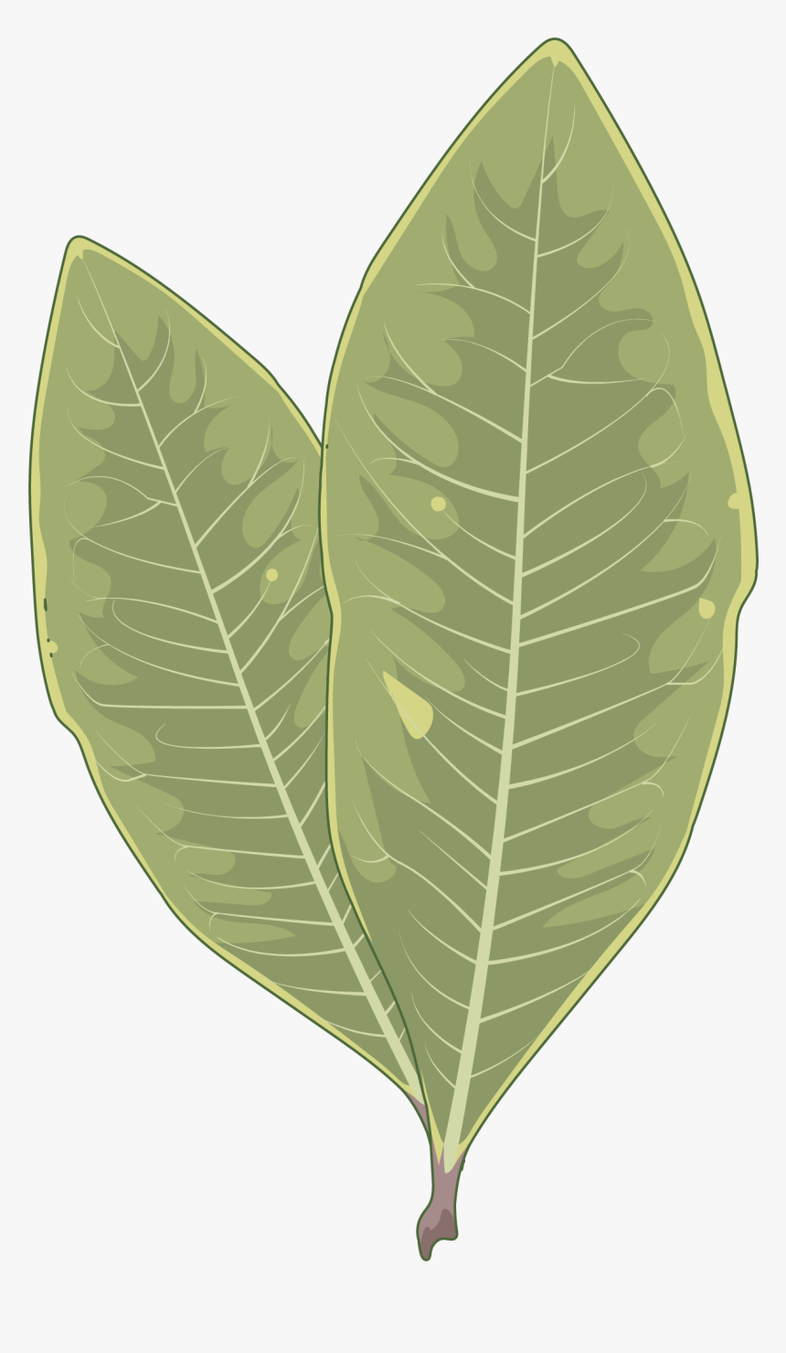 Hoja Aderno, HD Png Download