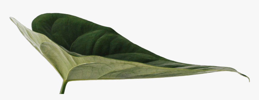 Organic Superfoods - Beech, HD Png Download