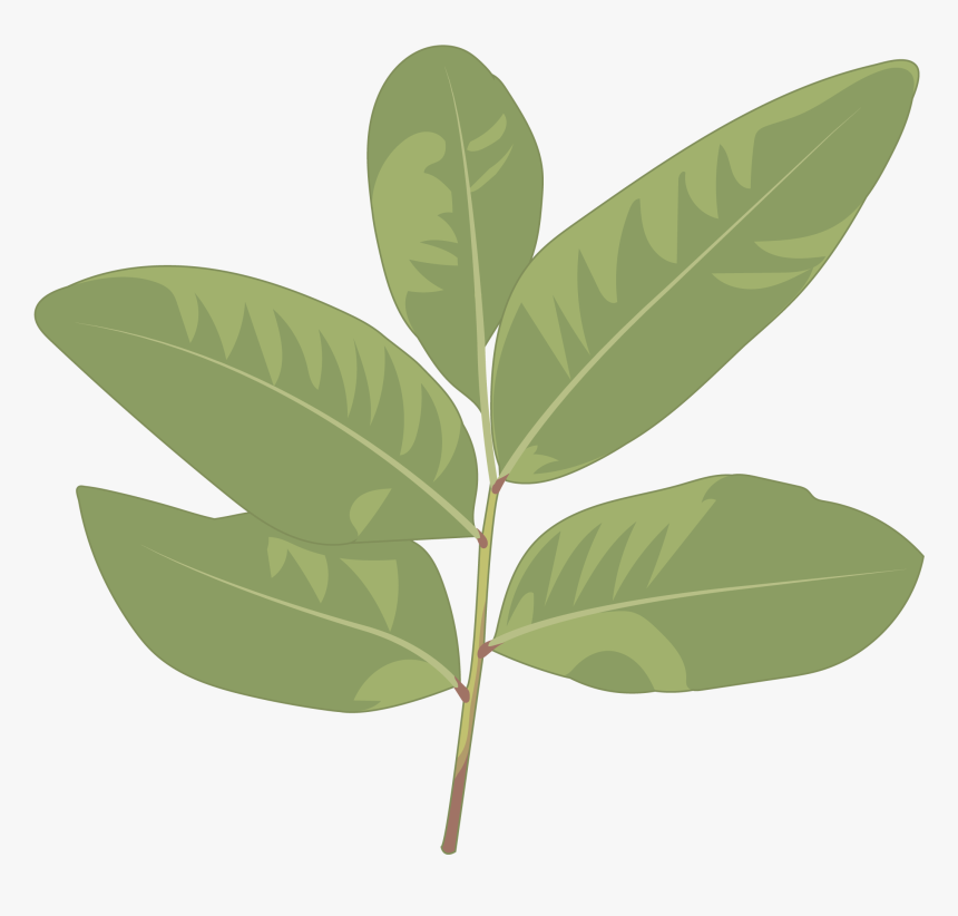 Sweet Birch, HD Png Download